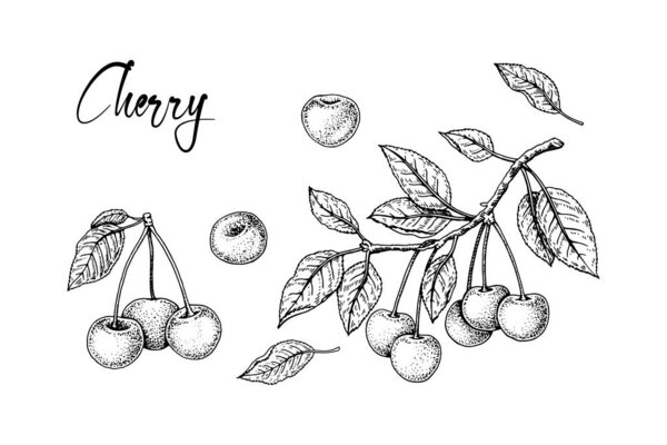 Набор ручной работы вишневый дизайн элементов изолированы на белом фоне. Векторная иллюстрация в стиле эскиза