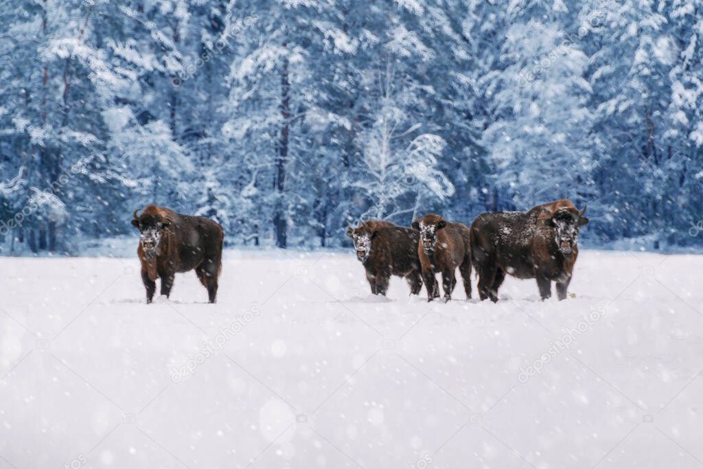 Bisons standing on a snowy field in heavy winter