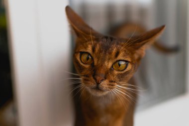 Burmalı bir kedinin ağızlığı. Bulanık pencere arkaplanındaki kedi yavrusu. Seçici odaklanma. Yakın çekim
