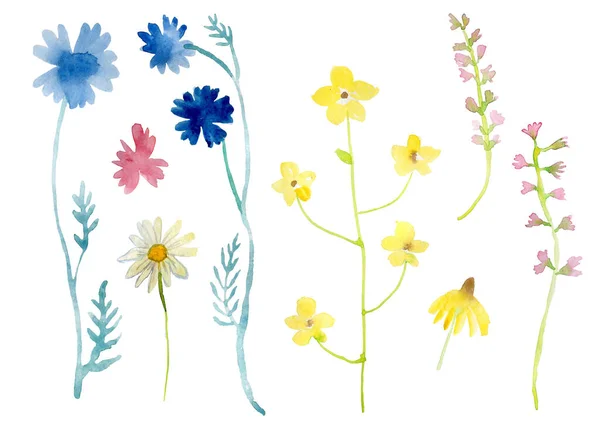 Akvarel sada botanické květinové kvetoucí přírodní prvky. Divoké květiny, větvičky a listí. Botanické jasné klasické kolekce izolované na bílém pozadí. — Stock fotografie