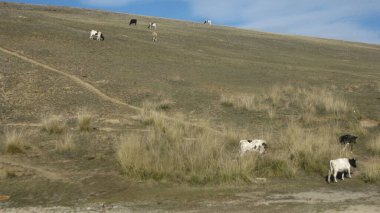 Evcil inekler dünyanın en yaygın çiftlik hayvanlarından biridir ve İngilizce dilinde bu hayvanları çeşitli yaşlarda tanımlamak için birkaç kelime vardır. Yavru ineğe buzağı denir. Bir dişi dana.