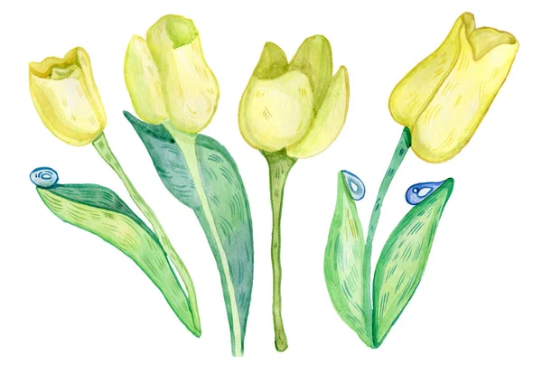 Akvarel ručně malované žluté květy, listy izolované na bílém. Moderní akvarel styl květinové kolekce. Sada akvarelových květin a listí. — Stock fotografie
