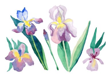 Suluboya çiçekli şeker, beyaz arka planda, mor ve sarı romantik bir havada izole edilmiş.