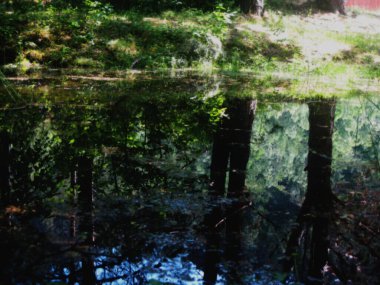 Ağaçların yansıması olan gölet Avrupa doğası, Kanada manzarası