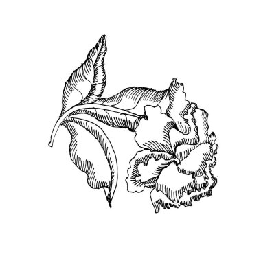 El çizimi şakayık çiçekleri ve yapraklar beyazlar üzerinde izole edilmiş. Vektör çizgisi sanat monokrom zarif çiçek kompozisyonu klasik stil, tişört, dövme tasarımı, renk sayfası, düğün süslemesi.