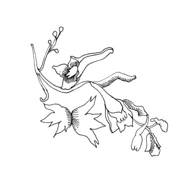 Mürekkepli kompozisyon yabani çiçekler, karalama yabani bitkiler, tek renkli siyah çiçek kartı, el çizimi vektör çizimi