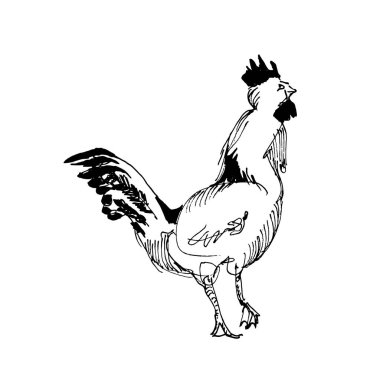 Elle çekilen horoz izole edildi. Oymalı stil vektör illüstrasyonu. Tasarımınız için şablon.