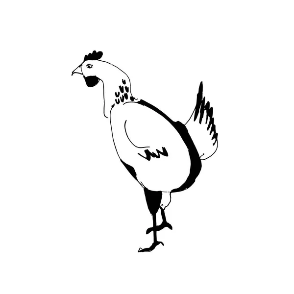 Hühnerillustration, Zeichnung, Stich, Tusche, Linienzeichnung, Vektor — Stockvektor