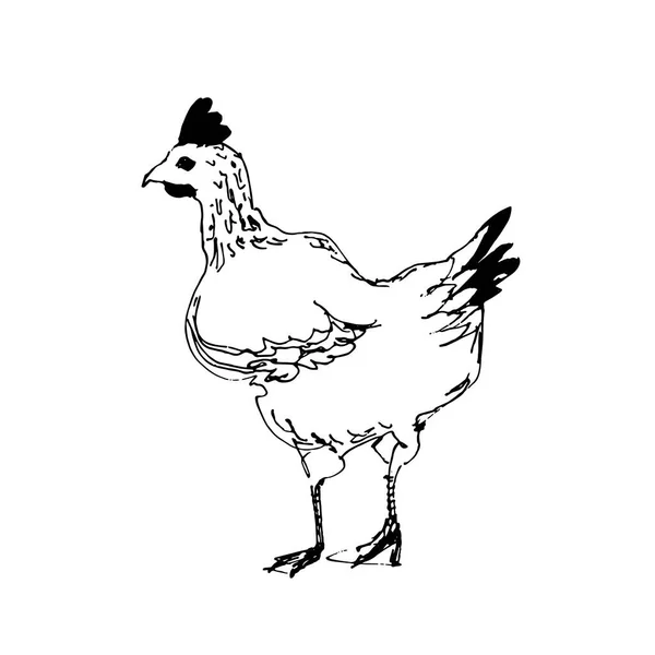 Pollo. Pollo arrosto. Illustrazione vettoriale in stile vintage — Vettoriale Stock