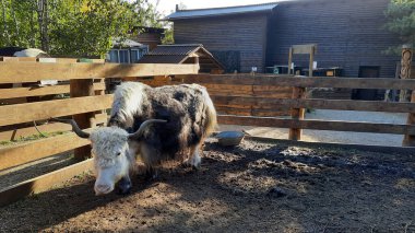Hayvanat bahçesinde öküz yatay odaklı fotoğraf sıcak akşam ışığı