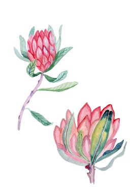 Beyaz arkaplanda izole edilmiş pembe protea çiçeği.