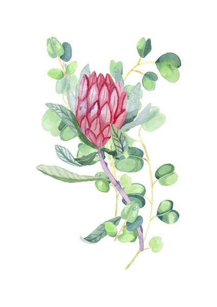 Ροζ λουλούδι Protea υποκατάστημα Eucalyptus Υδατογραφία με το χέρι απομονώνονται σε λευκό φόντο για το σχεδιασμό T-Shirt Post-Card — Φωτογραφία Αρχείου