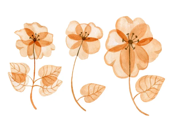 Béžová hnědá transparentní astract květiny a akvarel listy ručně izolované na bílém pozadí — Stock fotografie