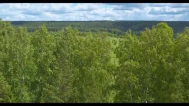 Genç ağaçlarla dolu geniş bir arazinin havadan görünüşü