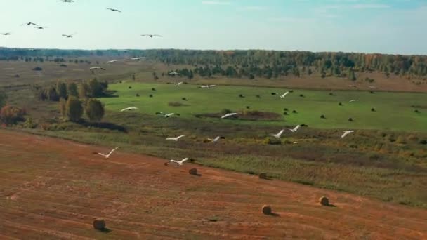 Veduta aerea di uno stormo di uccelli che sorvolano un campo durante il soleggiato clima estivo — Video Stock