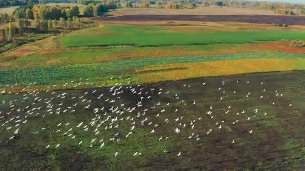 Flygfoto av en flock fåglar som flyger över ett fält i soligt sommarväder — Stockvideo