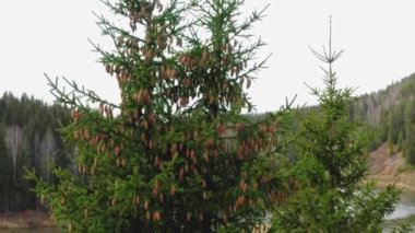 Nehir ve ormanın arka planında bir ağacın havadan görünüşü