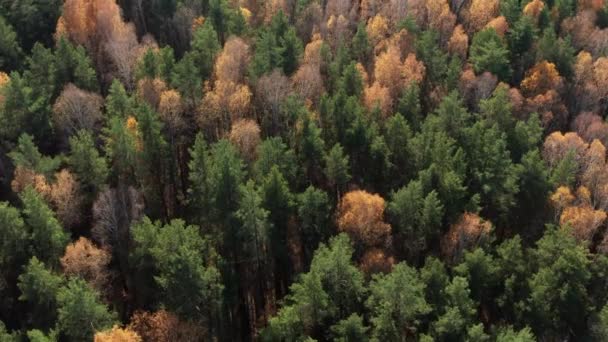 Vista aérea del bosque otoñal — Vídeos de Stock