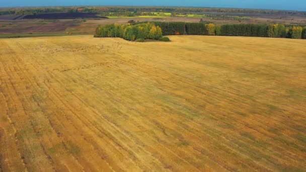 Vue aérienne d'un troupeau d'oiseaux survolant un champ par temps ensoleillé en été — Video