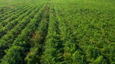Gün batımında güneşli yeşil bir tarlanın havadan görünüşü