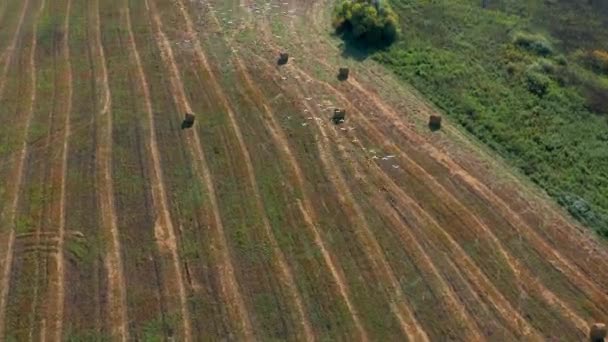 Luchtfoto van een zwerm vogels die over een veld vliegen bij zonnig zomerweer — Stockvideo