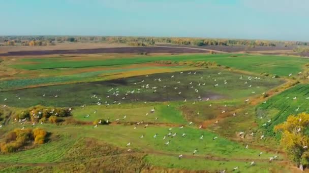 Letecký pohled na hejno ptáků letící nad polem za slunečného letního počasí — Stock video