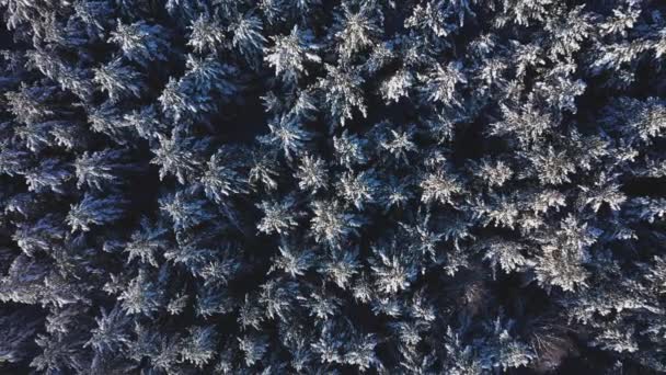 Cinematikus légi felvétel egy hideg, hófödte erdőről a hegy tetején — Stock videók