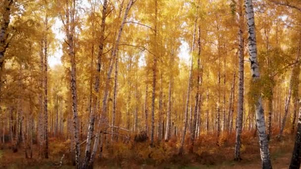 가을 숲의 밝은 노란색 잎을 통해 태양을 바라봄 — 비디오