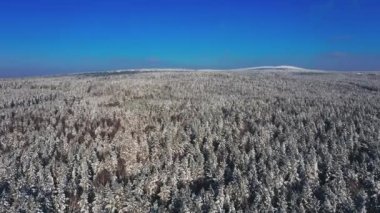 Tepenin tepesindeki soğuk, karla kaplı bir ormanın sinematik görüntüsü.