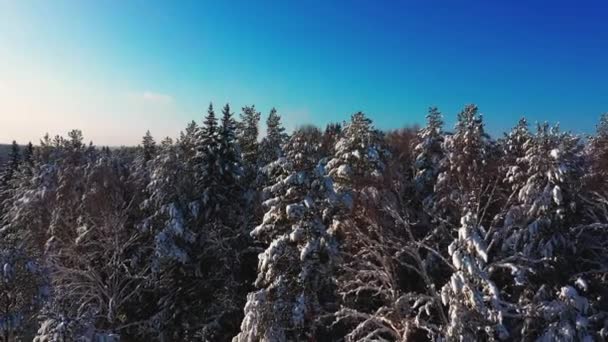 Cinematikus légi felvétel egy hideg, hófödte erdőről a hegy tetején — Stock videók