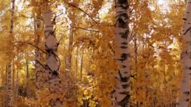 Sonbahar ormanının parlak sarı yaprakları arasından güneşi görmek