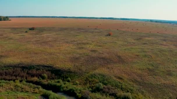 Letecký pohled na hejno ptáků letící nad polem za slunečného letního počasí — Stock video