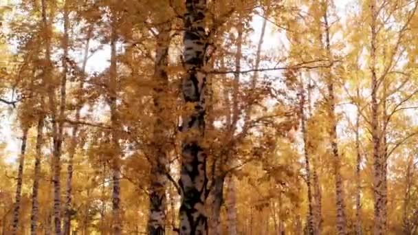 秋の森の鮮やかな黄色の葉を通して太陽の景色 — ストック動画