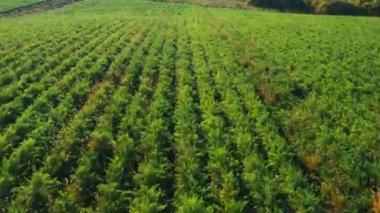 Gün batımında güneşli yeşil bir tarlanın havadan görünüşü