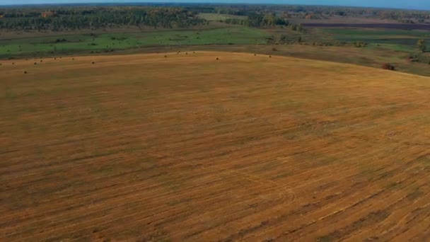 Aerial view of a flock of birds flying over a field in sunny summer weather — Stock Video