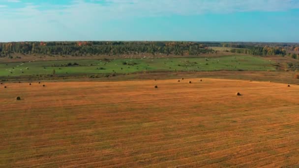 Letecký pohled na hejno ptáků letící nad polem za slunečného letního počasí — Stock video