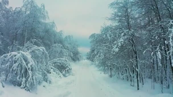 Vista aérea cinematográfica de uma floresta fria coberta de neve no topo de uma colina — Vídeo de Stock