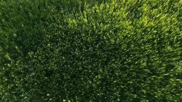 A grama verde oscila ao vento — Vídeo de Stock