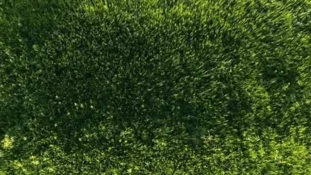 L'herbe verte oscille dans le vent — Video