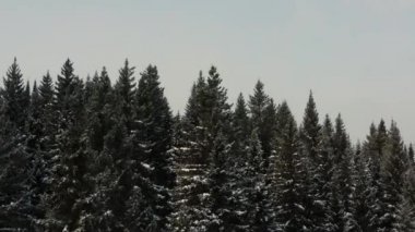 Kış ormanının havadan görünüşü ve kameraya uçan güneş karı.