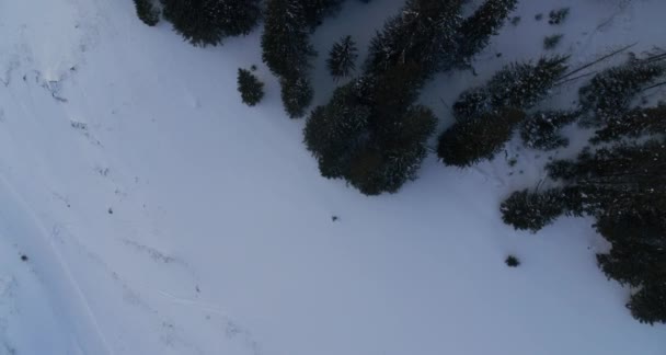 冬の森の上から — ストック動画