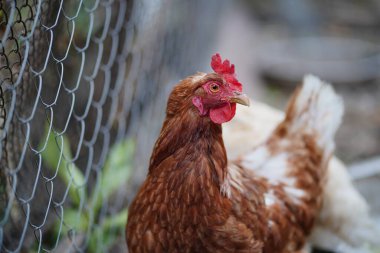 Bahçedeki çitin yanında tavuk var. Kahverengi tavuk, yaz günü çitlerin yanında duruyor..