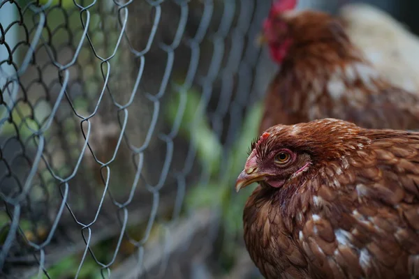 院子里靠近网栏的鸡肉 夏天的一天 黄母鸡站在农场院子里的铁链篱笆边 — 图库照片