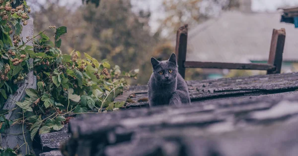 Domácí Kočka Sedí Střeše Roztomilá Šedá Kočička Odpočívající Čerstvém Vzduchu — Stock fotografie