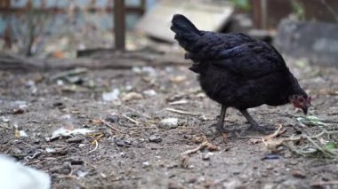 Bahçedeki çitin yanında tavuk var. Kahverengi tavuk, yaz günü çitlerin yanında duruyor..