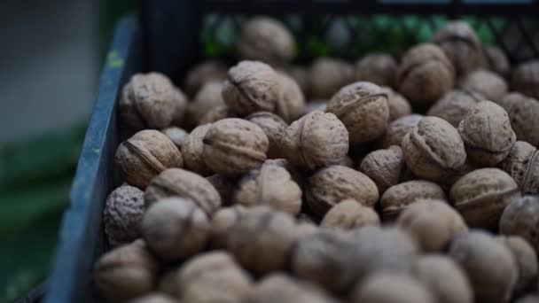 Sluiten Van Walnoten Gewas Krat Stapel Noten Schelp Buiten Tuin — Stockvideo