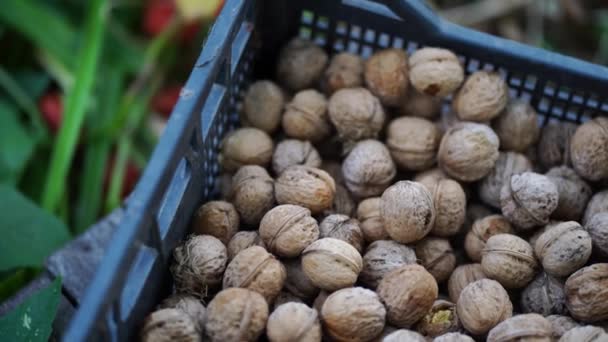 Sluiten Van Walnoten Gewas Krat Stapel Noten Schelp Buiten Tuin — Stockvideo