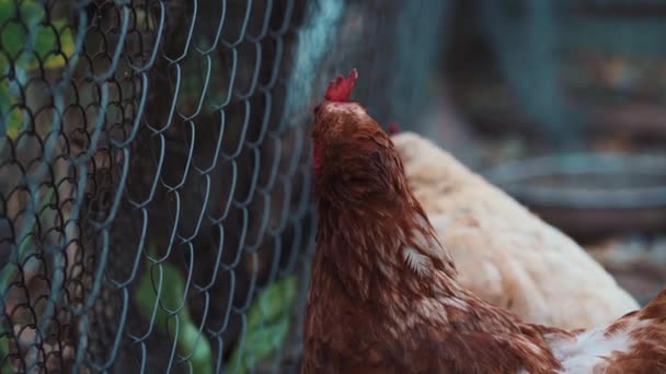 Kip in de buurt van netto hek in de tuin. Bruine hen staan in de buurt ketting link hek op zomerse dag op het erf op ranch — Stockvideo