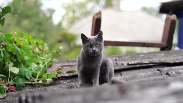 Домашній Кіт Сидить Даху Мила Сіра Кицька Відпочиває Свіжому Повітрі — стокове відео