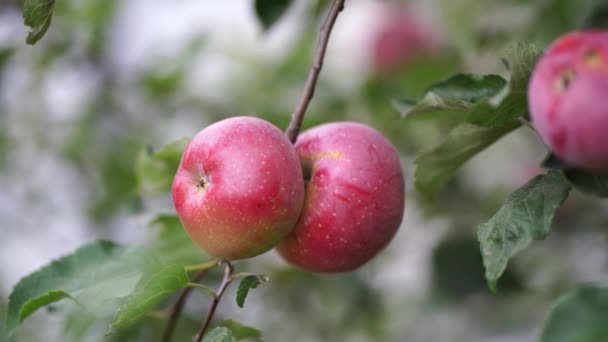 Großaufnahme Von Zweigen Roter Äpfel Garten Reife Äpfel Baum Wiegen — Stockvideo